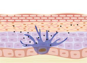 化妆品功效性测试 博溪生物 皮肤修复屏障修复保湿抗皱光老化光损伤美白
